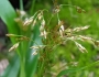 Luzula parviflora image