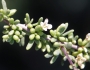 Lycium californicum image