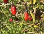 Lycium carolinianum image