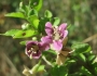 Lycium chinense image