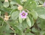 Lycium fremontii image