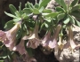 Lycium pallidum image