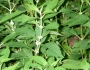 Lycopus americanus image