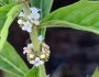 Lycopus uniflorus image