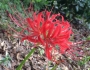 Lycoris radiata image