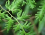 Lygodium japonicum image