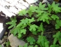 Lygodium palmatum image
