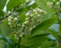 Lyonia ligustrina image