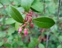Lyonia lucida image