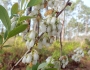 Lyonia mariana image