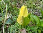Lysichiton americanus image