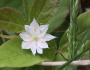 Lysimachia borealis image