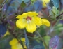 Lysimachia ciliata image