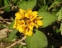 Lysimachia congestiflora image