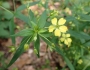 Lysimachia hybrida image