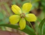 Lysimachia lanceolata image