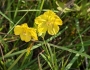Lysimachia quadriflora image