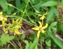 Lysimachia terrestris image
