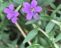 Lythrum alatum image