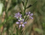 Lythrum californicum image