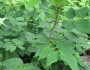 Maackia amurensis image