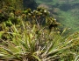 Machaerina angustifolia image
