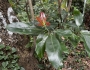 Machilus thunbergii image