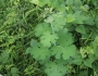 Macleaya cordata image