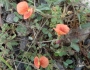 Macroptilium gibbosifolium image