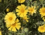 Madia elegans image
