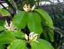 Magnolia alba image