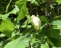 Magnolia pyramidata image