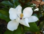 Magnolia grandiflora image