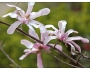 Magnolia loebneri image