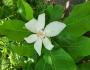 Magnolia macrophylla image