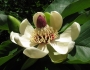 Magnolia obovata image