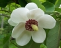 Magnolia sieboldii image