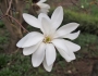 Magnolia stellata image