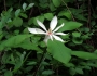 Magnolia tripetala image