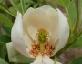 Magnolia virginiana image