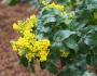 Mahonia aquifolium image