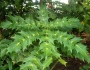 Mahonia bealei image