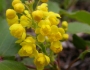 Mahonia repens image