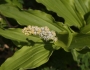 Maianthemum dilatatum image