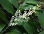 Maianthemum racemosum image