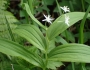 Maianthemum stellatum image
