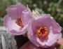 Malacothamnus densiflorus image