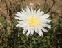 Malacothrix saxatilis image