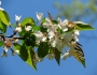 Malus angustifolia image