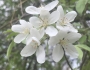 Malus coronaria image